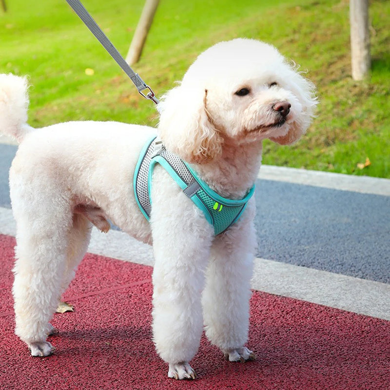 Conjunto de coleira para gato, coleira ajustável para cachorro e gato, colete para buldogue francês, filhote de cachorro, chihuahua, coleira para caminhada ao ar livre