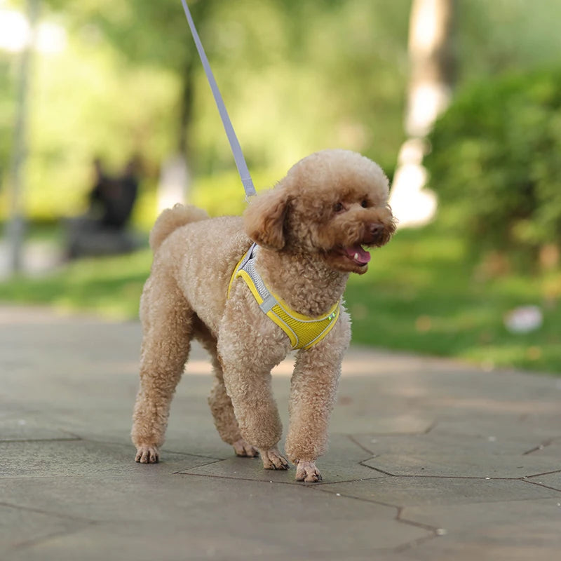 Conjunto de coleira para gato, coleira ajustável para cachorro e gato, colete para buldogue francês, filhote de cachorro, chihuahua, coleira para caminhada ao ar livre