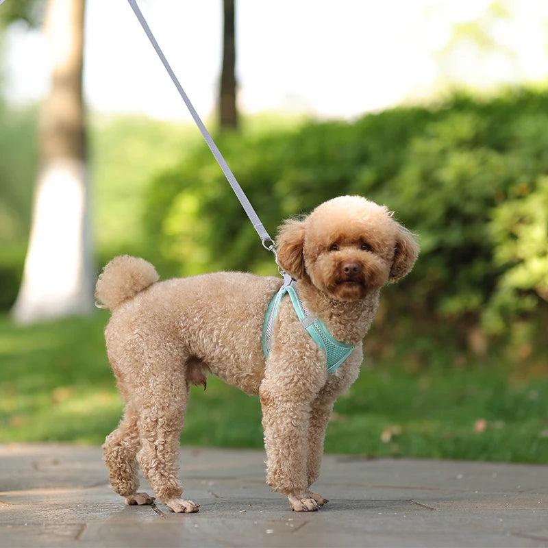 Conjunto de coleira para gato, coleira ajustável para cachorro e gato, colete para buldogue francês, filhote de cachorro, chihuahua, coleira para caminhada ao ar livre