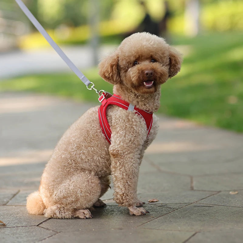 Conjunto de coleira para gato, coleira ajustável para cachorro e gato, colete para buldogue francês, filhote de cachorro, chihuahua, coleira para caminhada ao ar livre