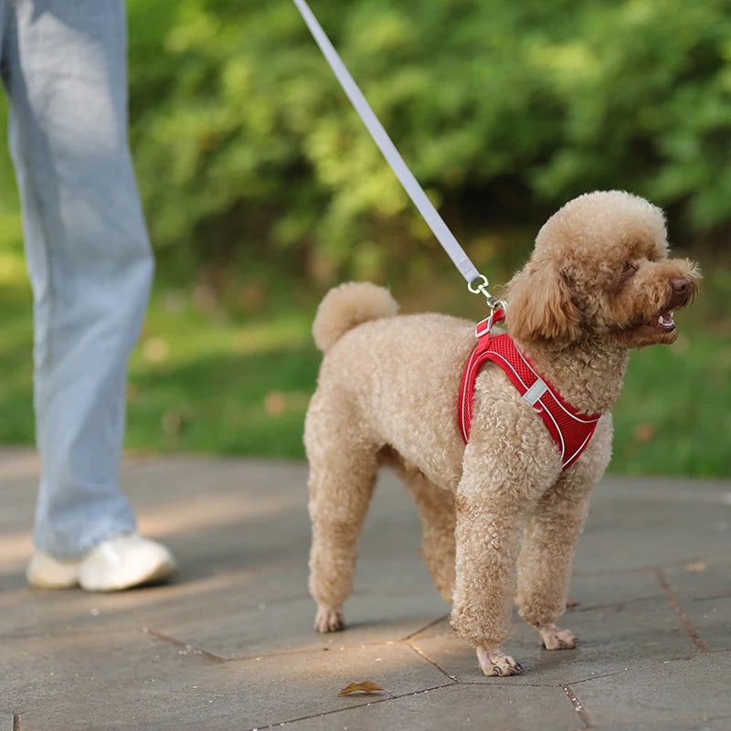 Conjunto de coleira para gato, coleira ajustável para cachorro e gato, colete para buldogue francês, filhote de cachorro, chihuahua, coleira para caminhada ao ar livre